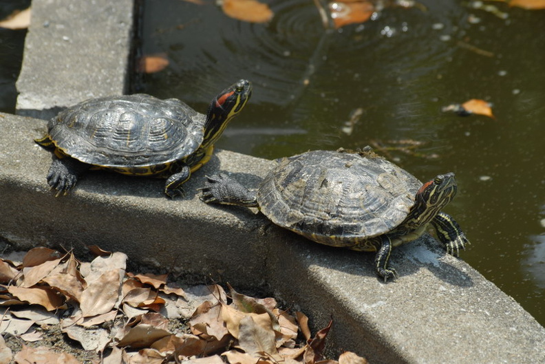 DSC_0049.JPG